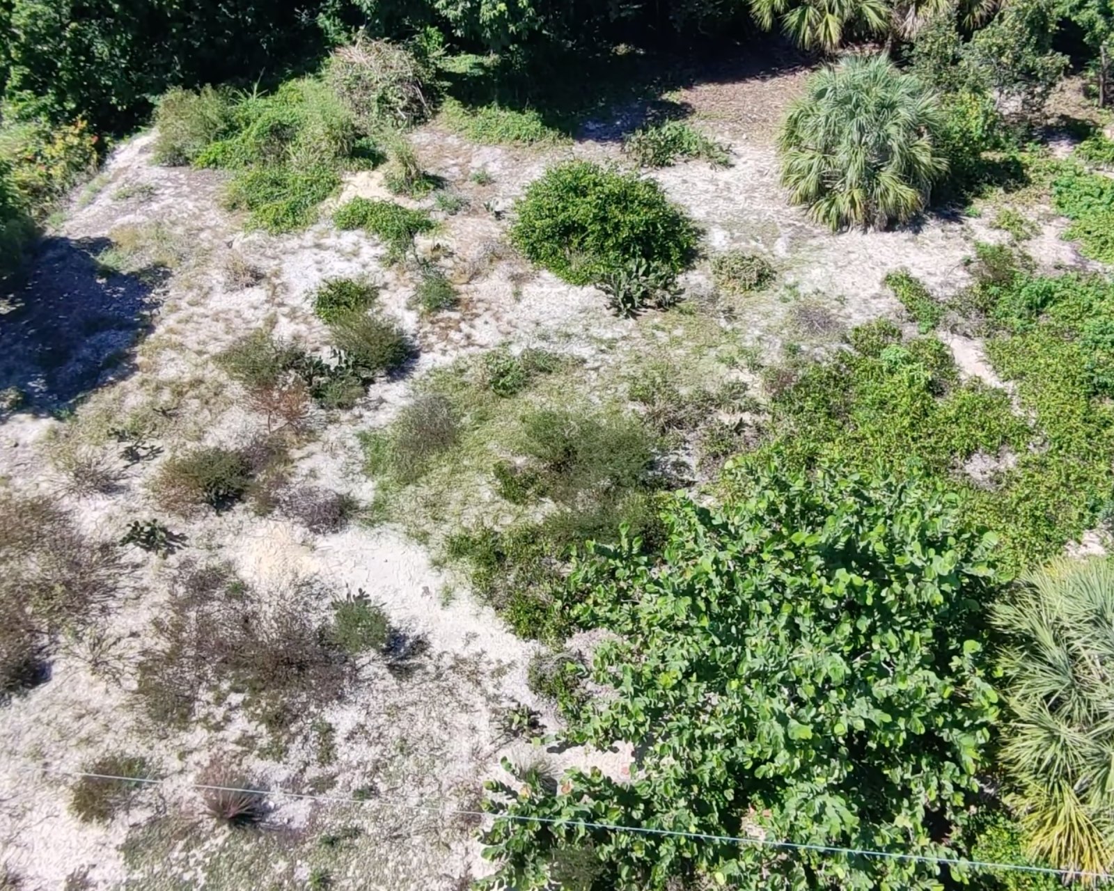 Aerial drone photo of the Dogwood Preserve native-plant lot: sandy paths between palms, shrubs and grasses.