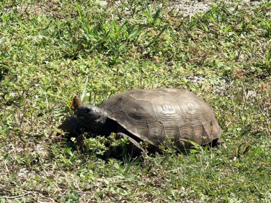 Photo of a gopher tortoise